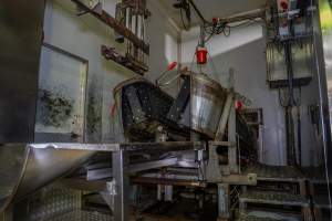 V restraint and sticking table - Electric stunning tongs rest on top of V restraint - Captured at Carey Bros Abattoir, Yangan QLD Australia.