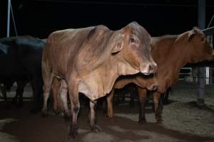 Cows in outdoor holding pens - Captured at Greenmountain Food Processing, Coominya QLD Australia.