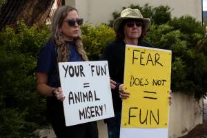 Protest outside of Queanbeyan Rodeo - Photos taken at a protest organised by Animal Liberation ACT and Animal Defenders Office outside of Queanbeyan Rodeo, where animals such as horse and cattle have been seen and recorded being chased, mistreated, and tormented. - Captured at NSW.
