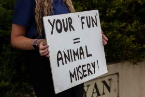 Protest outside of Queanbeyan Rodeo - Photos taken at a protest organised by Animal Liberation ACT and Animal Defenders Office outside of Queanbeyan Rodeo, where animals such as horse and cattle have been seen and recorded being chased, mistreated, and tormented. - Captured at NSW.