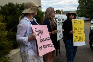 Protest outside of Queanbeyan Rodeo - Photos taken at a protest organised by Animal Liberation ACT and Animal Defenders Office outside of Queanbeyan Rodeo, where animals such as horse and cattle have been seen and recorded being chased, mistreated, and tormented. - Captured at NSW.