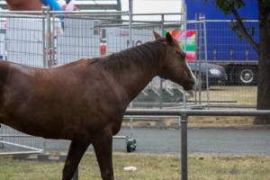 Horse inside Queanbeyan Rodeo - Photos taken at a protest organised by Animal Liberation ACT and Animal Defenders Office outside of Queanbeyan Rodeo, where animals such as horse and cattle have been seen and recorded being chased, mistreated, and tormented. - Captured at NSW.