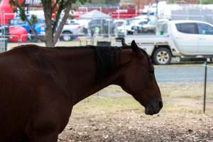 Horse inside Queanbeyan Rodeo - Photos taken at a protest organised by Animal Liberation ACT and Animal Defenders Office outside of Queanbeyan Rodeo, where animals such as horse and cattle have been seen and recorded being chased, mistreated, and tormented. - Captured at NSW.