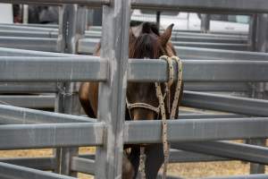 Horse inside Queanbeyan Rodeo - Photos taken at a protest organised by Animal Liberation ACT and Animal Defenders Office outside of Queanbeyan Rodeo, where animals such as horse and cattle have been seen and recorded being chased, mistreated, and tormented. - Captured at NSW.