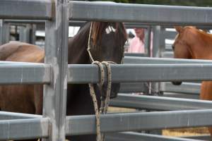 Horse inside Queanbeyan Rodeo - Photos taken at a protest organised by Animal Liberation ACT and Animal Defenders Office outside of Queanbeyan Rodeo, where animals such as horse and cattle have been seen and recorded being chased, mistreated, and tormented. - Captured at NSW.