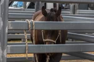 Horse inside Queanbeyan Rodeo - Photos taken at a protest organised by Animal Liberation ACT and Animal Defenders Office outside of Queanbeyan Rodeo, where animals such as horse and cattle have been seen and recorded being chased, mistreated, and tormented. - Captured at NSW.