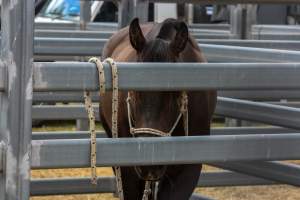 Horse inside Queanbeyan Rodeo - Photos taken at a protest organised by Animal Liberation ACT and Animal Defenders Office outside of Queanbeyan Rodeo, where animals such as horse and cattle have been seen and recorded being chased, mistreated, and tormented. - Captured at NSW.