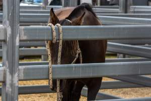 Horse inside Queanbeyan Rodeo - Photos taken at a protest organised by Animal Liberation ACT and Animal Defenders Office outside of Queanbeyan Rodeo, where animals such as horse and cattle have been seen and recorded being chased, mistreated, and tormented. - Captured at NSW.