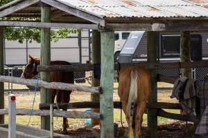 Horses inside Queanbeyan Rodeo - Photos taken at a protest organised by Animal Liberation ACT and Animal Defenders Office outside of Queanbeyan Rodeo, where animals such as horse and cattle have been seen and recorded being chased, mistreated, and tormented. - Captured at NSW.