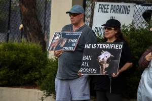 Protest outside of Queanbeyan Rodeo - Photos taken at a protest organised by Animal Liberation ACT and Animal Defenders Office outside of Queanbeyan Rodeo, where animals such as horse and cattle have been seen and recorded being chased, mistreated, and tormented. - Captured at NSW.