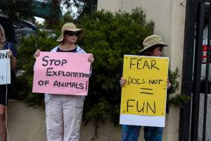 Protest outside of Queanbeyan Rodeo - Photos taken at a protest organised by Animal Liberation ACT and Animal Defenders Office outside of Queanbeyan Rodeo, where animals such as horse and cattle have been seen and recorded being chased, mistreated, and tormented. - Captured at NSW.