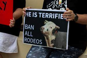 Protest outside of Queanbeyan Rodeo - Photos taken at a protest organised by Animal Liberation ACT and Animal Defenders Office outside of Queanbeyan Rodeo, where animals such as horse and cattle have been seen and recorded being chased, mistreated, and tormented. - Captured at NSW.