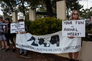 Protest outside of Queanbeyan Rodeo - Photos taken at a protest organised by Animal Liberation ACT and Animal Defenders Office outside of Queanbeyan Rodeo, where animals such as horse and cattle have been seen and recorded being chased, mistreated, and tormented. - Captured at NSW.