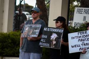 Protest outside of Queanbeyan Rodeo - Photos taken at a protest organised by Animal Liberation ACT and Animal Defenders Office outside of Queanbeyan Rodeo, where animals such as horse and cattle have been seen and recorded being chased, mistreated, and tormented. - Captured at NSW.
