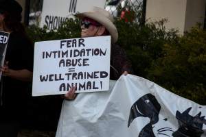 Protest outside of Queanbeyan Rodeo - Photos taken at a protest organised by Animal Liberation ACT and Animal Defenders Office outside of Queanbeyan Rodeo, where animals such as horse and cattle have been seen and recorded being chased, mistreated, and tormented. - Captured at NSW.