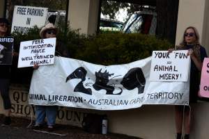 Protest outside of Queanbeyan Rodeo - Photos taken at a protest organised by Animal Liberation ACT and Animal Defenders Office outside of Queanbeyan Rodeo, where animals such as horse and cattle have been seen and recorded being chased, mistreated, and tormented. - Captured at NSW.