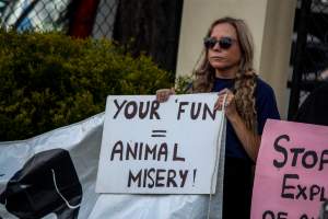 Protest outside of Queanbeyan Rodeo - Photos taken at a protest organised by Animal Liberation ACT and Animal Defenders Office outside of Queanbeyan Rodeo, where animals such as horse and cattle have been seen and recorded being chased, mistreated, and tormented. - Captured at NSW.