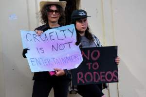 Protest outside of Queanbeyan Rodeo - Photos taken at a protest organised by Animal Liberation ACT and Animal Defenders Office outside of Queanbeyan Rodeo, where animals such as horse and cattle have been seen and recorded being chased, mistreated, and tormented. - Captured at NSW.