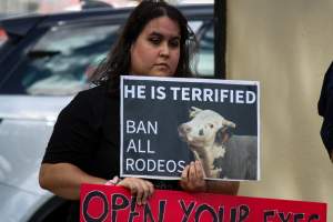 Protest outside of Queanbeyan Rodeo - Photos taken at a protest organised by Animal Liberation ACT and Animal Defenders Office outside of Queanbeyan Rodeo, where animals such as horse and cattle have been seen and recorded being chased, mistreated, and tormented. - Captured at NSW.