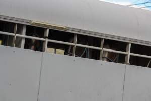 Horses in trailer outside of Queanbeyan Rodeo - Photos taken at a protest organised by Animal Liberation ACT and Animal Defenders Office outside of Queanbeyan Rodeo, where animals such as horse and cattle have been seen and recorded being chased, mistreated, and tormented. - Captured at NSW.