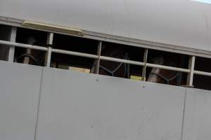 Horses in trailer outside of Queanbeyan Rodeo - Photos taken at a protest organised by Animal Liberation ACT and Animal Defenders Office outside of Queanbeyan Rodeo, where animals such as horse and cattle have been seen and recorded being chased, mistreated, and tormented. - Captured at NSW.