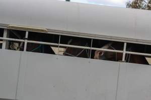 Horses in trailer outside of Queanbeyan Rodeo - Photos taken at a protest organised by Animal Liberation ACT and Animal Defenders Office outside of Queanbeyan Rodeo, where animals such as horse and cattle have been seen and recorded being chased, mistreated, and tormented. - Captured at NSW.