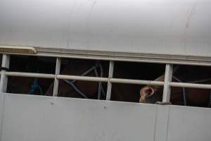 Horses in trailer outside of Queanbeyan Rodeo - Photos taken at a protest organised by Animal Liberation ACT and Animal Defenders Office outside of Queanbeyan Rodeo, where animals such as horse and cattle have been seen and recorded being chased, mistreated, and tormented. - Captured at NSW.