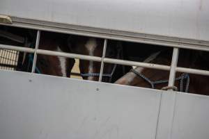 Horses in trailer outside of Queanbeyan Rodeo - Photos taken at a protest organised by Animal Liberation ACT and Animal Defenders Office outside of Queanbeyan Rodeo, where animals such as horse and cattle have been seen and recorded being chased, mistreated, and tormented. - Captured at NSW.