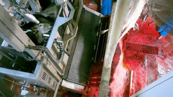 Cow in knockbox - Screenshot from hidden camera footage - Captured at Greenmountain Food Processing, Coominya QLD Australia.