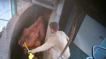 Worker holds electric prodder in cow's anus - Screenshot from hidden camera footage - Captured at Greenmountain Food Processing, Coominya QLD Australia.