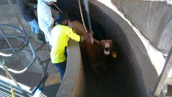 Worker hits cow in race with poly pipe - Screenshot from hidden camera footage - Captured at Greenmountain Food Processing, Coominya QLD Australia.
