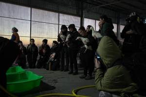 Protest at Luv-A-Duck slaughterhouse - In November 2018, around 55 protestors from Farm Transparency Project (then Aussie Farms) and Bear Witness Australia descended on the Luv-A-Duck duck slaughterhouse, removing ducks from the crates and filling shell pools for them to have their first experience swimming in water. The ducks were then carried out of the facility by the protestors. - Captured at Luv-A-Duck Abattoir, Nhill VIC Australia.