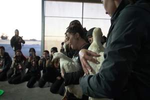 Protest at Luv-A-Duck slaughterhouse - In November 2018, around 55 protestors from Farm Transparency Project (then Aussie Farms) and Bear Witness Australia descended on the Luv-A-Duck duck slaughterhouse, removing ducks from the crates and filling shell pools for them to have their first experience swimming in water. The ducks were then carried out of the facility by the protestors. - Captured at Luv-A-Duck Abattoir, Nhill VIC Australia.