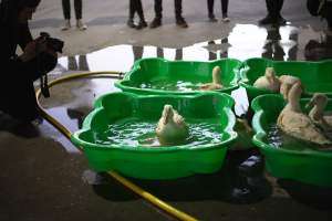 Protest at Luv-A-Duck slaughterhouse - In November 2018, around 55 protestors from Farm Transparency Project (then Aussie Farms) and Bear Witness Australia descended on the Luv-A-Duck duck slaughterhouse, removing ducks from the crates and filling shell pools for them to have their first experience swimming in water. The ducks were then carried out of the facility by the protestors. - Captured at Luv-A-Duck Abattoir, Nhill VIC Australia.