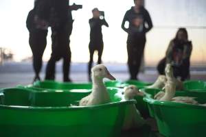 Protest at Luv-A-Duck slaughterhouse - In November 2018, around 55 protestors from Farm Transparency Project (then Aussie Farms) and Bear Witness Australia descended on the Luv-A-Duck duck slaughterhouse, removing ducks from the crates and filling shell pools for them to have their first experience swimming in water. The ducks were then carried out of the facility by the protestors. - Captured at Luv-A-Duck Abattoir, Nhill VIC Australia.