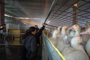 Protest at Luv-A-Duck slaughterhouse - In November 2018, around 55 protestors from Farm Transparency Project (then Aussie Farms) and Bear Witness Australia descended on the Luv-A-Duck duck slaughterhouse, removing ducks from the crates and filling shell pools for them to have their first experience swimming in water. The ducks were then carried out of the facility by the protestors. - Captured at Luv-A-Duck Abattoir, Nhill VIC Australia.