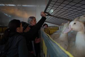 Protest at Luv-A-Duck slaughterhouse - In November 2018, around 55 protestors from Farm Transparency Project (then Aussie Farms) and Bear Witness Australia descended on the Luv-A-Duck duck slaughterhouse, removing ducks from the crates and filling shell pools for them to have their first experience swimming in water. The ducks were then carried out of the facility by the protestors. - Captured at Luv-A-Duck Abattoir, Nhill VIC Australia.