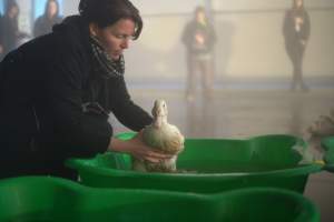 Protest at Luv-A-Duck slaughterhouse - In November 2018, around 55 protestors from Farm Transparency Project (then Aussie Farms) and Bear Witness Australia descended on the Luv-A-Duck duck slaughterhouse, removing ducks from the crates and filling shell pools for them to have their first experience swimming in water. The ducks were then carried out of the facility by the protestors. - Captured at Luv-A-Duck Abattoir, Nhill VIC Australia.