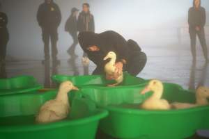 Protest at Luv-A-Duck slaughterhouse - In November 2018, around 55 protestors from Farm Transparency Project (then Aussie Farms) and Bear Witness Australia descended on the Luv-A-Duck duck slaughterhouse, removing ducks from the crates and filling shell pools for them to have their first experience swimming in water. The ducks were then carried out of the facility by the protestors. - Captured at Luv-A-Duck Abattoir, Nhill VIC Australia.