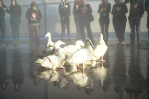 Protest at Luv-A-Duck slaughterhouse - In November 2018, around 55 protestors from Farm Transparency Project (then Aussie Farms) and Bear Witness Australia descended on the Luv-A-Duck duck slaughterhouse, removing ducks from the crates and filling shell pools for them to have their first experience swimming in water. The ducks were then carried out of the facility by the protestors. - Captured at Luv-A-Duck Abattoir, Nhill VIC Australia.