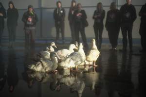 Protest at Luv-A-Duck slaughterhouse - In November 2018, around 55 protestors from Farm Transparency Project (then Aussie Farms) and Bear Witness Australia descended on the Luv-A-Duck duck slaughterhouse, removing ducks from the crates and filling shell pools for them to have their first experience swimming in water. The ducks were then carried out of the facility by the protestors. - Captured at Luv-A-Duck Abattoir, Nhill VIC Australia.