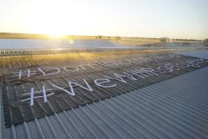 Protest at Luv-A-Duck slaughterhouse - In November 2018, around 55 protestors from Farm Transparency Project (then Aussie Farms) and Bear Witness Australia descended on the Luv-A-Duck duck slaughterhouse, removing ducks from the crates and filling shell pools for them to have their first experience swimming in water. The ducks were then carried out of the facility by the protestors. - Captured at Luv-A-Duck Abattoir, Nhill VIC Australia.