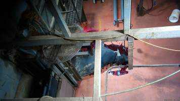 Cow bleeding out onto floor after tipout from knockbox - Screenshot from hidden camera footage - Captured at Brisbane Valley Meats, Esk QLD Australia.