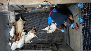 Goats picked off one by one in stunning pen, dragged into kill room - Screenshot from hidden camera footage - Captured at Brisbane Valley Meats, Esk QLD Australia.