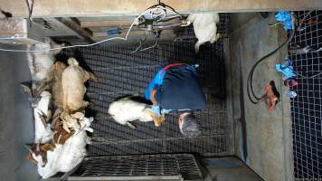 Goats picked off one by one in stunning pen, dragged into kill room - Screenshot from hidden camera footage - Captured at Brisbane Valley Meats, Esk QLD Australia.