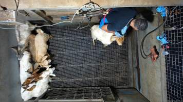 Goats picked off one by one in stunning pen, dragged into kill room - Screenshot from hidden camera footage - Captured at Brisbane Valley Meats, Esk QLD Australia.