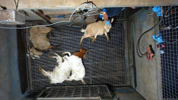 Goats picked off one by one in stunning pen, dragged into kill room - Screenshot from hidden camera footage - Captured at Brisbane Valley Meats, Esk QLD Australia.