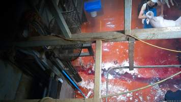 Worker severs slaughtered pig's head - Screenshot from hidden camera footage - Captured at Brisbane Valley Meats, Esk QLD Australia.