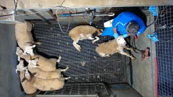 Sheep picked off one by one in stunning pen, dragged into kill room - Screenshot from hidden camera footage - Captured at Brisbane Valley Meats, Esk QLD Australia.