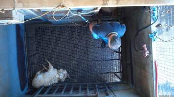 Worker comes for final 'stunned' goat - Screenshot from hidden camera footage - Captured at Brisbane Valley Meats, Esk QLD Australia.